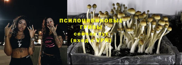PSILOCYBIN Бородино